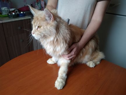 Сколько стоит подстричь кошку пенза