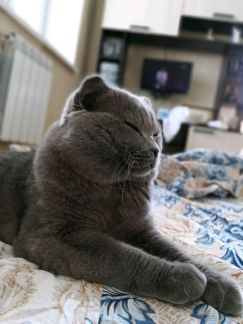 Кот для связки омск