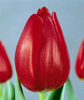 Анастасия:  Тюльпаны опт и розница