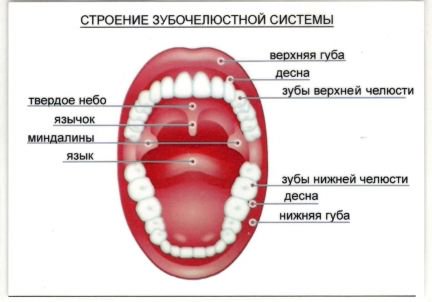 Для ребенка 1 год занятия омск