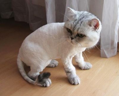 Сколько стоит подстричь кошку самара