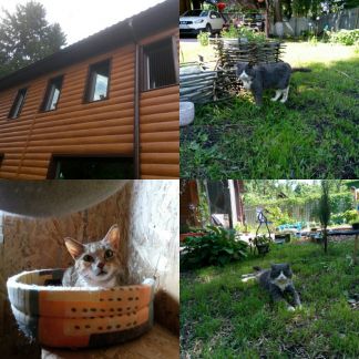 СВетлана:  Передержка кошек в п. Некрасовский