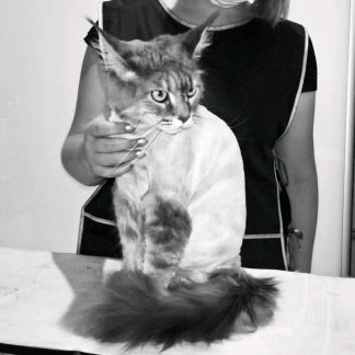 Сколько стоит подстричь кошку в иркутске