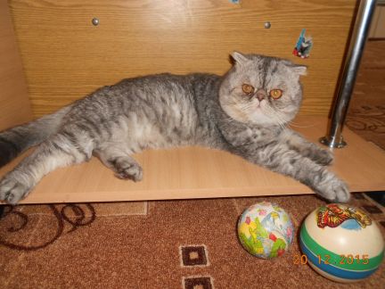 Кот для связки омск