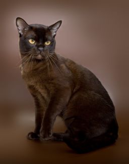 Вязка кошек британской породы москва
