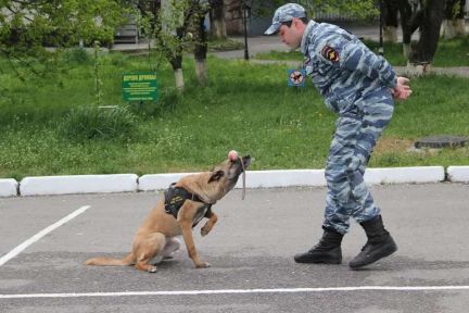 Шахты ростовская область породы собак