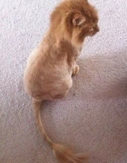 Сколько стоит подстричь кошку калуга