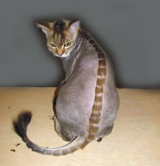 Сколько стоит подстричь кошку красноярск