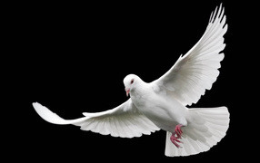 евгений:  Фото-видео+голуби на свадьбу