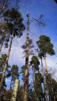 Арборист:  Удаление деревьев любой сложности
