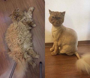 Воронеж сколько стоит подстричь кошку