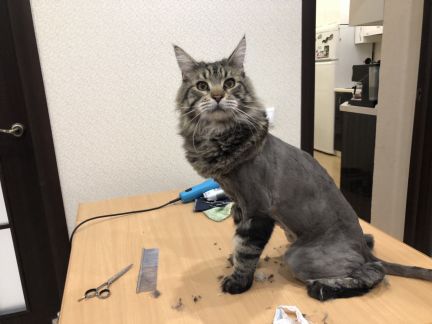 Сколько стоит подстричь когти кошке в ижевске