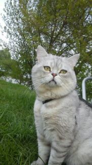 Вязка кошек британской породы курск