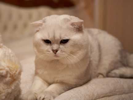 Сколько стоит вязка британской кошки