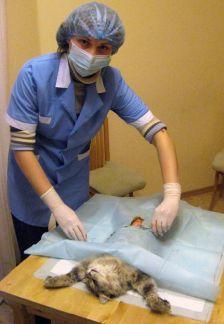 Всех пород собак г щелково