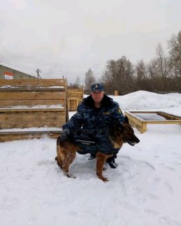 Дрессировка собак мелких пород новосибирск