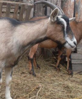 Козье молоко, творог, (сыр под заказ)