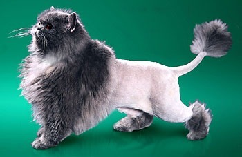 Сколько стоит подстричь кошку в белгороде