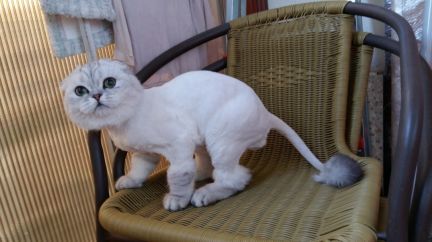 Сколько стоит подстричь кошку в красноярске