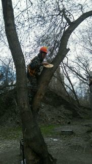 Егор:  Спилить дерево