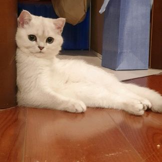 Наталья:  передержка кошек/котов во Владимире