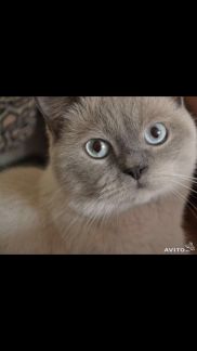 Кот для связки омск