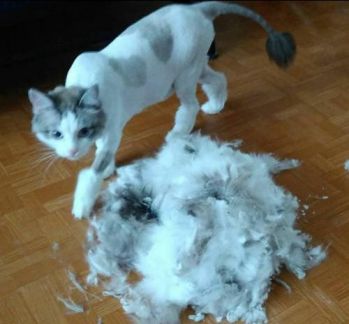Сколько стоит подстричь кошку в липецке
