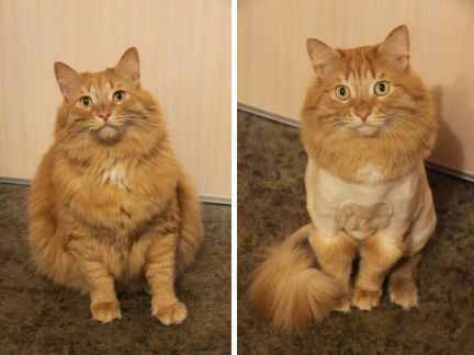 Сколько стоит подстричь кошку новосибирск