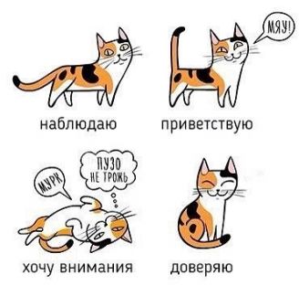 Хабаровск сколько стоит стерилизовать кошку