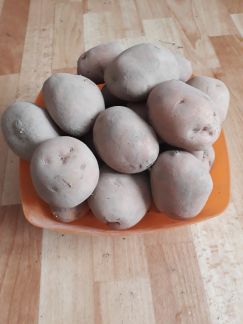Куплю мелкий картофель на корм скоту в брянске