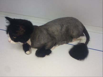 Сколько стоит подстричь кошку краснодар