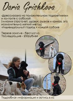 Дрессировка собак мелких пород новосибирск