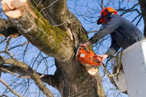 Эрнест:  Спил деревьев (любой сложности) Крым