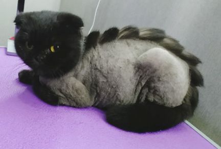 Сколько стоит подстричь кошку в красноярске