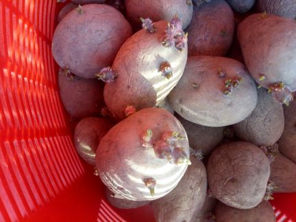 Куплю мелкий картофель на корм скоту в брянске