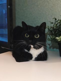 Передержка кота без прививок