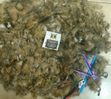 Сколько стоит подстричь кошку екатеринбург