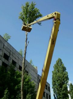 виталий:  Спилить(спил) удалить дерево в Великом Новгороде