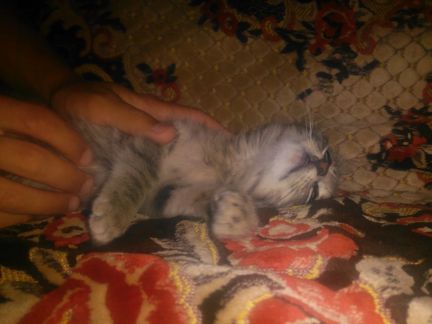 Передержка животных, зоогостиница, временный уход