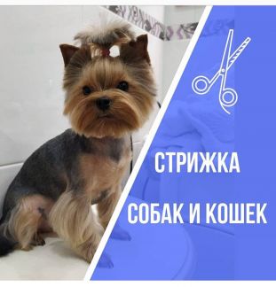 Грумер анапа. Груминг анапа. Грумер анапа. Стрижка собак в сочи. Стрижки собак фото до и после.