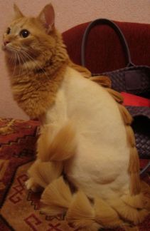 Сколько стоит подстричь кошку калуга