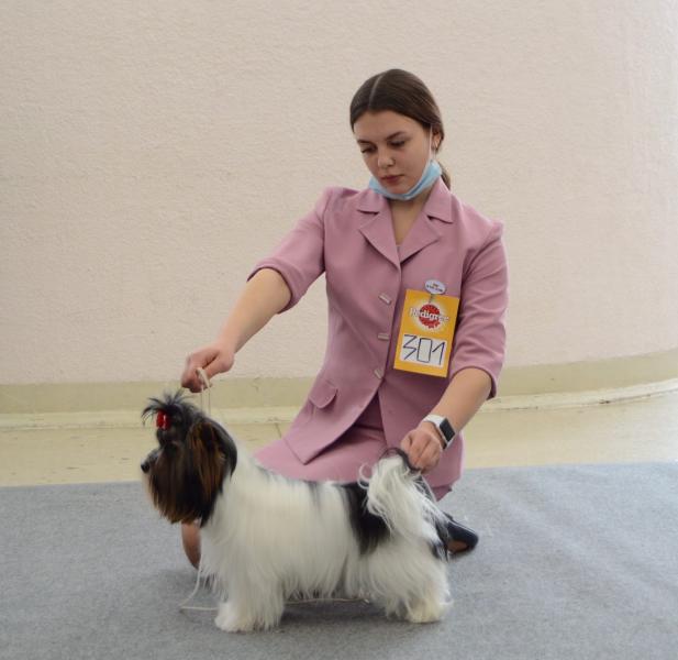 Софья:  Хендлер, подготовка собак к выставкам 