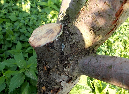 Спил, опиловка, утилизация деревьев под ключ в Ярославле 