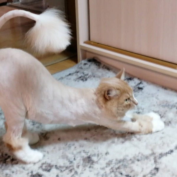 Стрижка кошек и котов с выездом