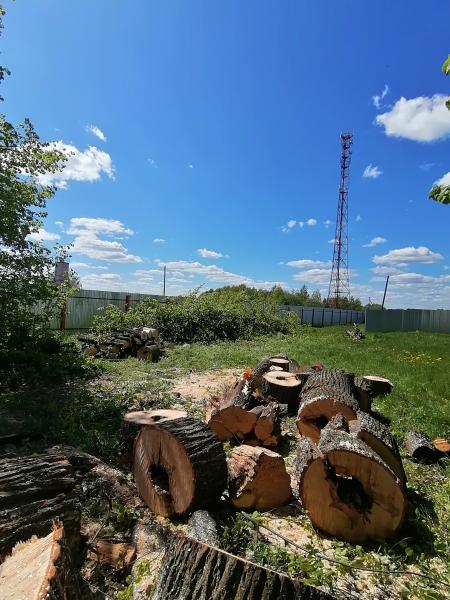 Анастасия:  Спил деревьев 