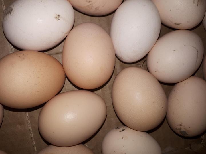 Лариса:  Яйца от домашних курочек