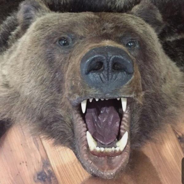 Геннадий:  Выделка шкуры медведя