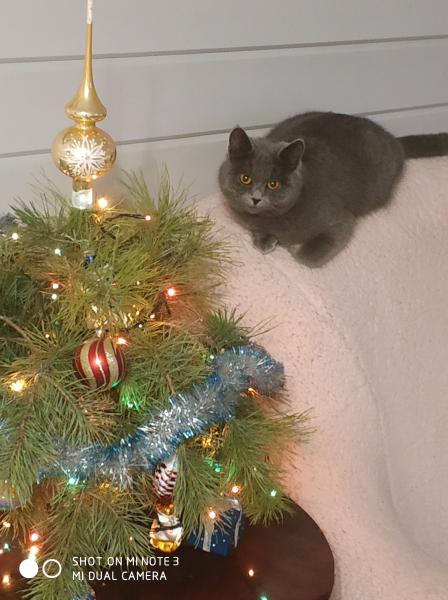 Кошка на вязку