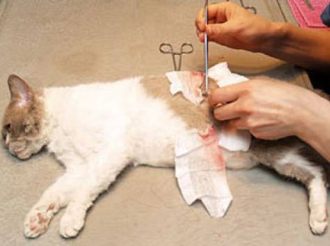 ольга:  ветврач. операции кошек и котов . лапороскопия. реально