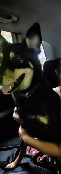 Нужен кобель для вязки